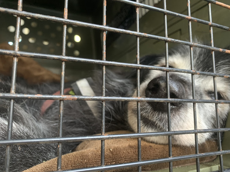 eKスペースの愛犬と一緒に・梅林・根岸森林公園・横浜市の公園・ゴルMIX17歳に関するカスタム事例の投稿画像7枚目