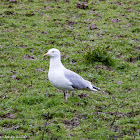 Herring Gull