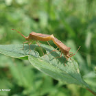 Horned coreid bug