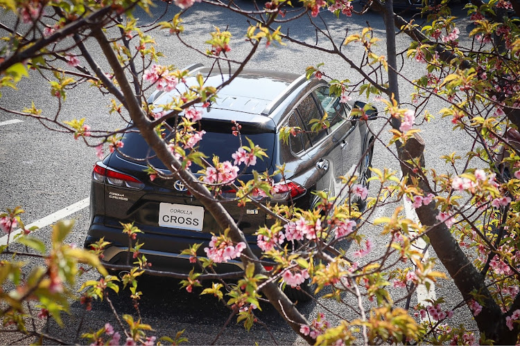 カローラクロスの河津桜・花粉まみれ・花粉症・山口県・城山歴史公園に関するカスタム事例の投稿画像3枚目