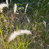 Cogongrass