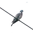 Woodpigeon