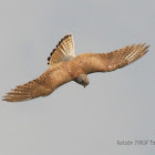 Common Kestrel