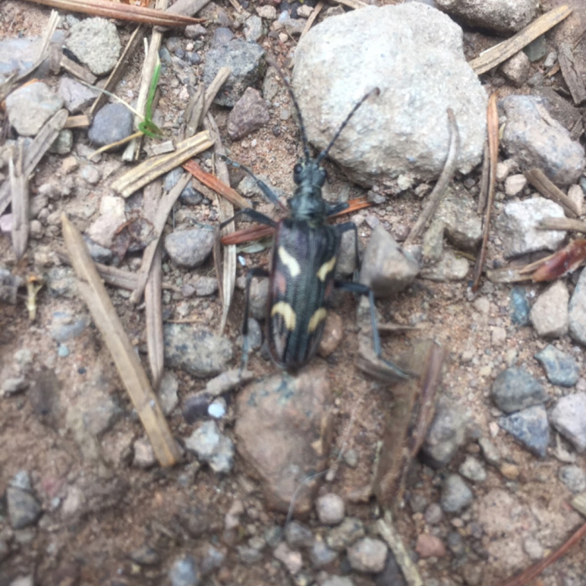 Two-banded Longhorn Beetle