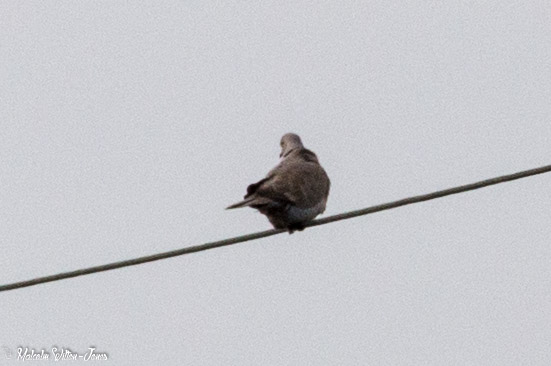 Collared Dove; Tórtola Turca