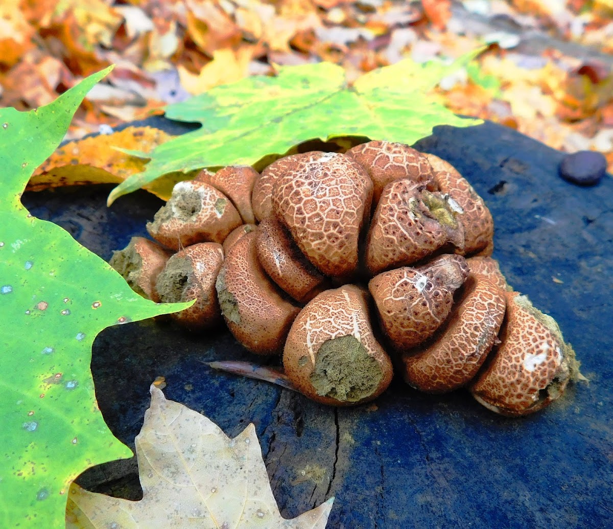 False Puffball