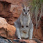 Short-eared Rock Wallaby