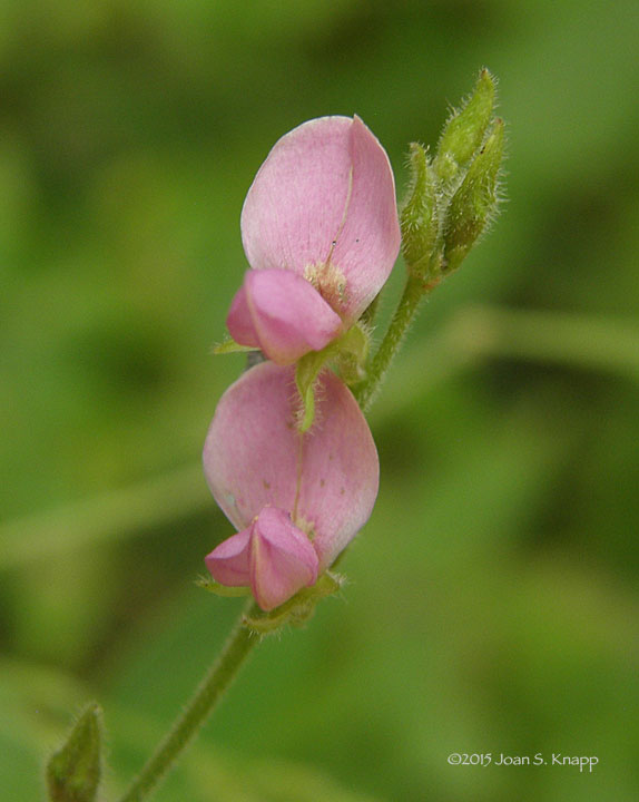 Downy Milkpea