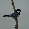 Cinereous Tit