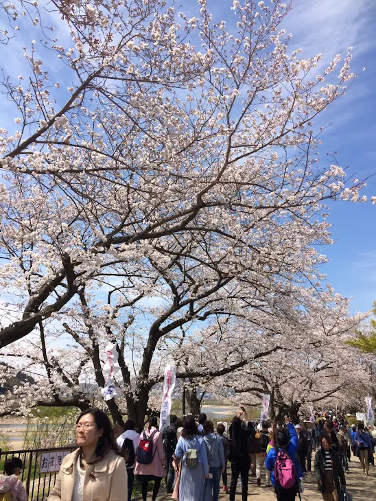 「桜の散るころに①」のメインビジュアル