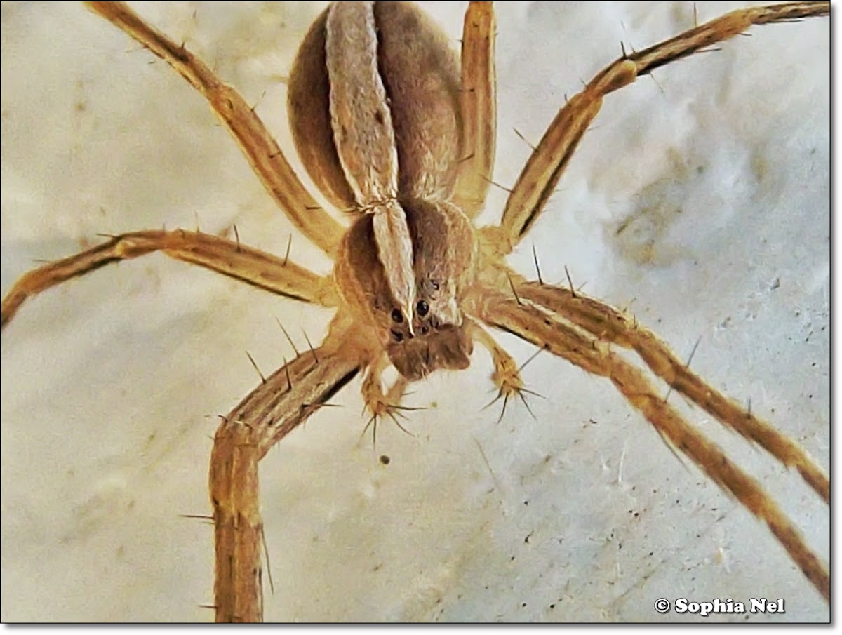 Nursery Web or Fishing Spider