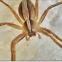 Nursery Web or Fishing Spider