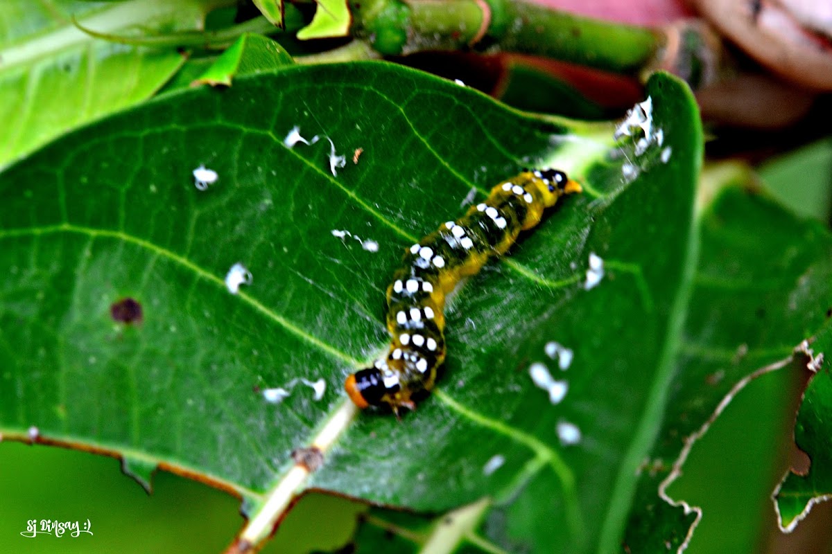 CATERPILLAR