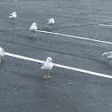 Herring Gull