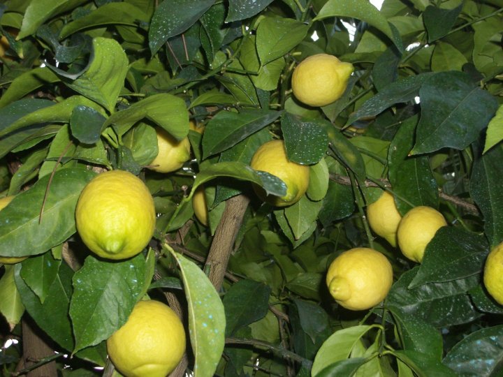 LIMONI di Vedoeprovvedo