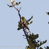 Chaffinch; Pinzón Común