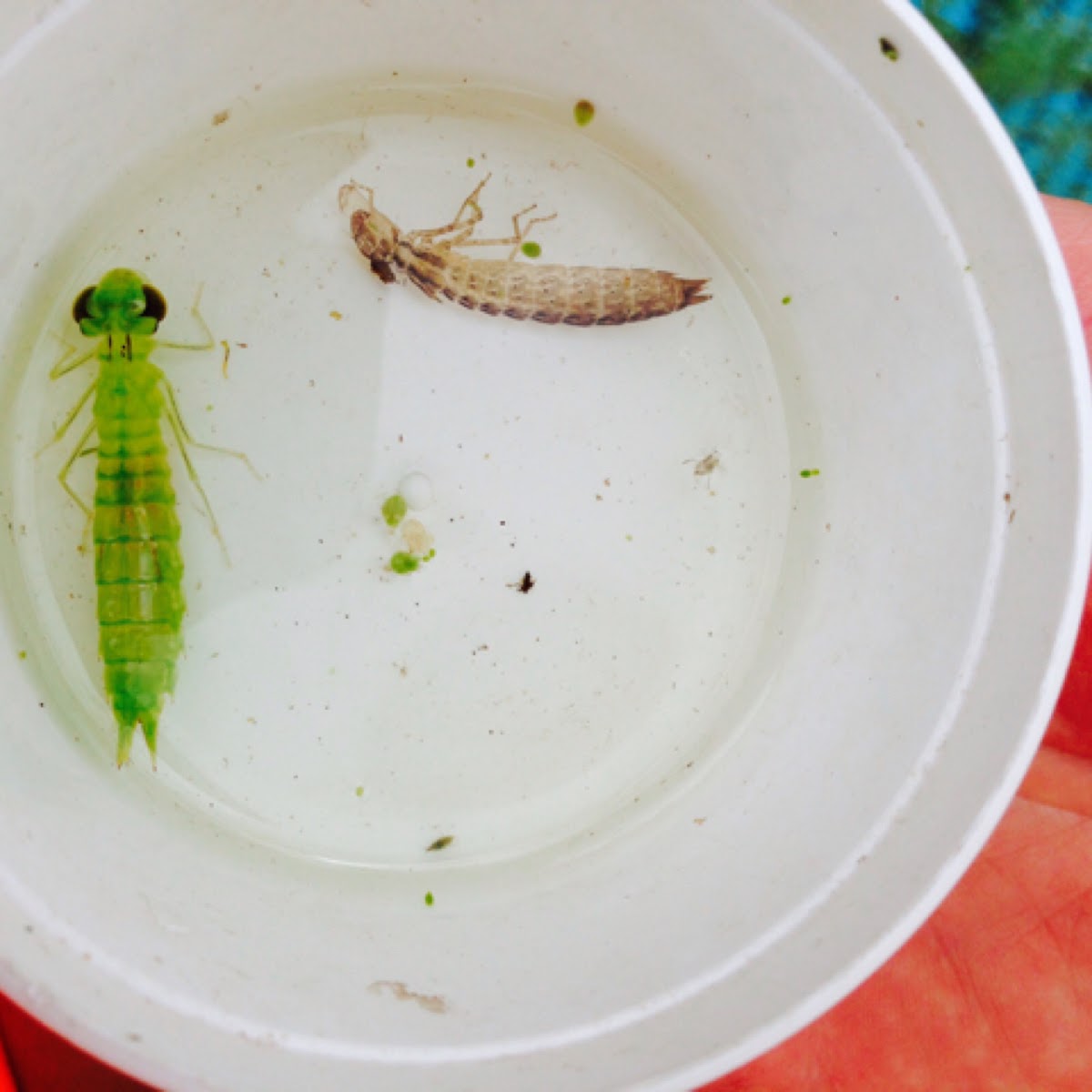 Dragonfly larvae