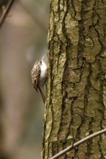 Short-toed treecreeper