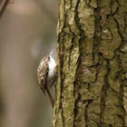 Short-toed treecreeper