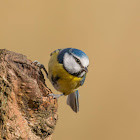 Blue Tit