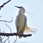 Little Egret / सानो सेतो बकुल्ला