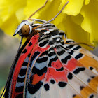 Leopard lacewing butterfly