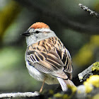 Western chipping sparrow