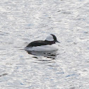 Bufflehead