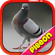 Download Pigeon Basic For PC Windows and Mac 1.0