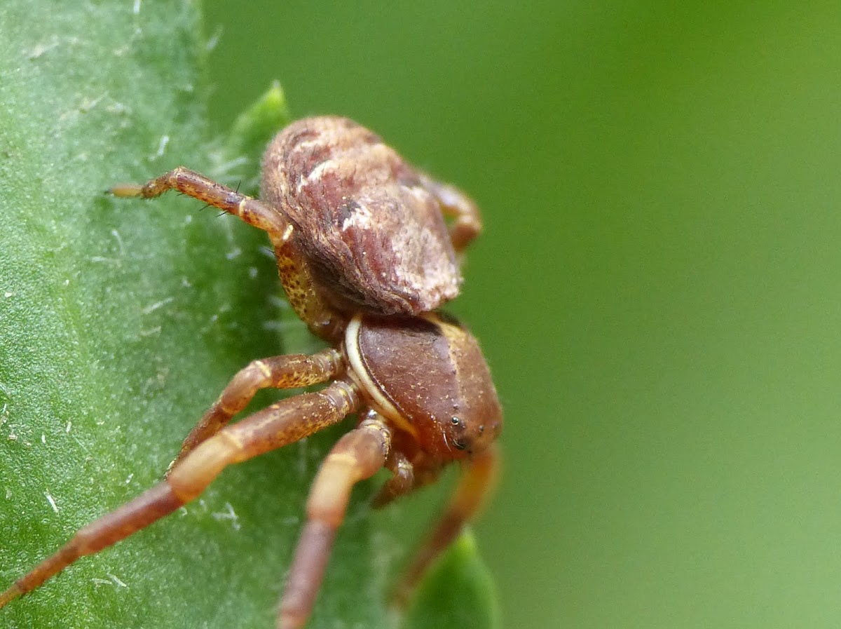 crab spider