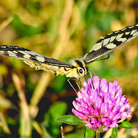 I colori della natura di 