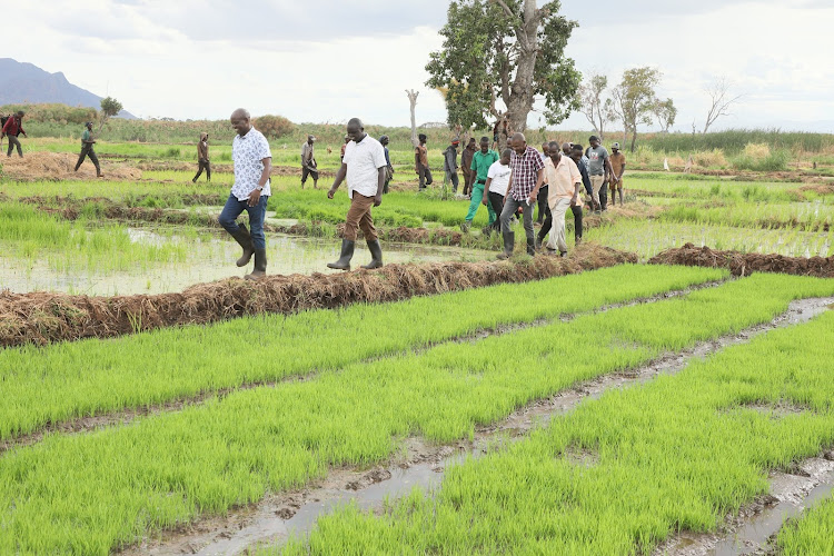 Rice farmers at the Buruma rice fields in Mboghoni, Taita Taveta County. The region has a potential to produces tons of rice if fully reclaimed