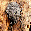 Rough Stink Bug