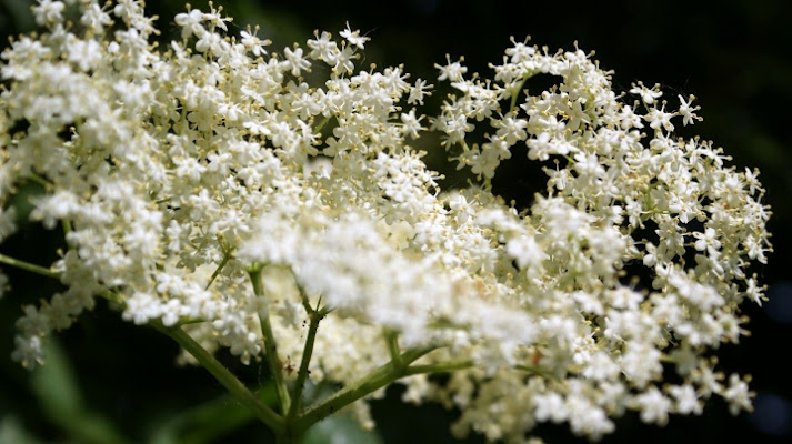 Fiore di Sambuco di carlo-bi