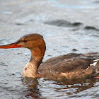 Red-breasted Merganser