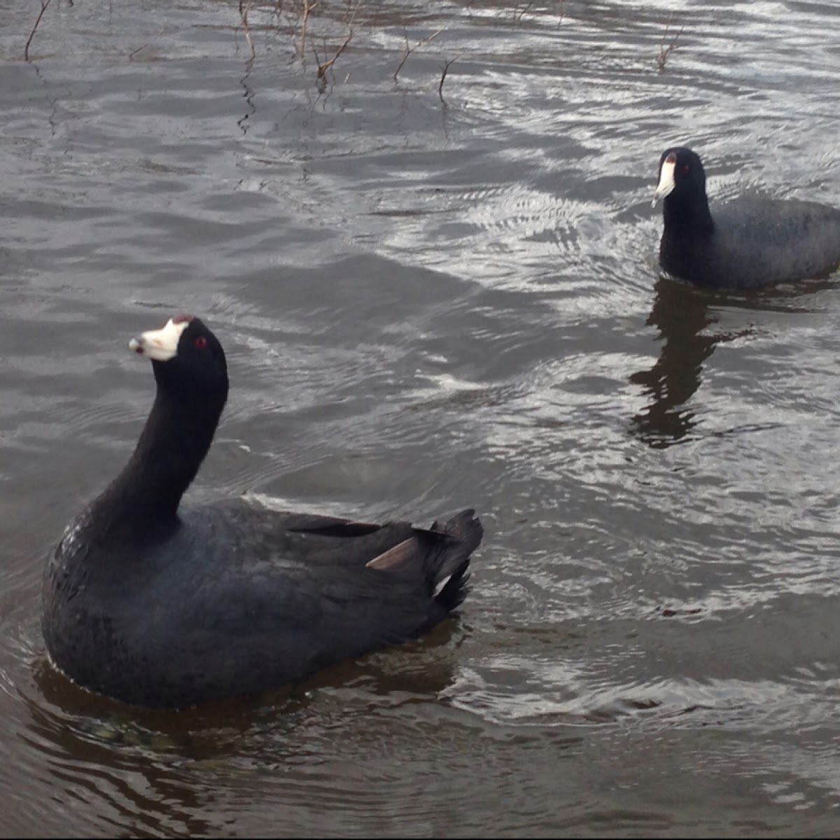 American Coot