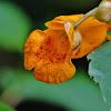 Jewelweed wildflower