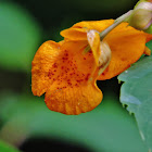 Jewelweed wildflower