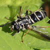 syrphid fly