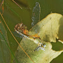 Red-veined Darter