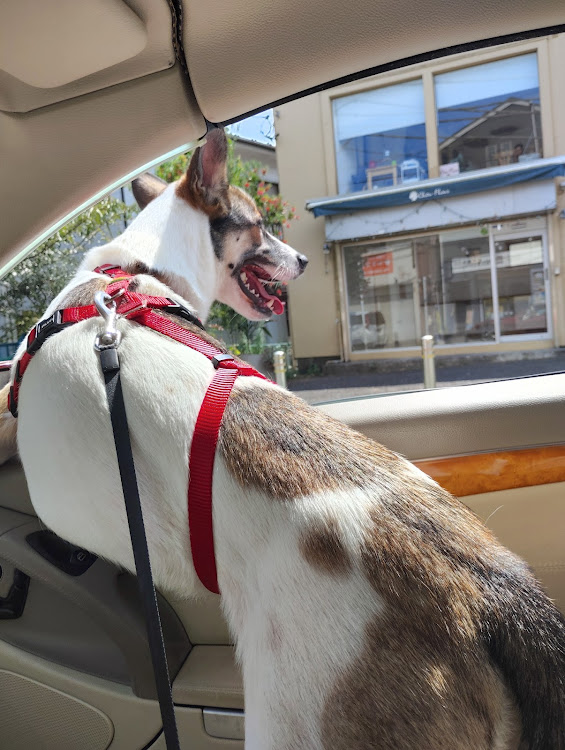 SLの愛犬と愛車・愛犬と一緒に・保護犬・じんべえ・愛犬に関するカスタム事例の投稿画像2枚目