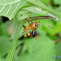 Assassin bug