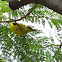 Black-naped Oriole