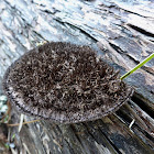 Hairy-topped Polypore