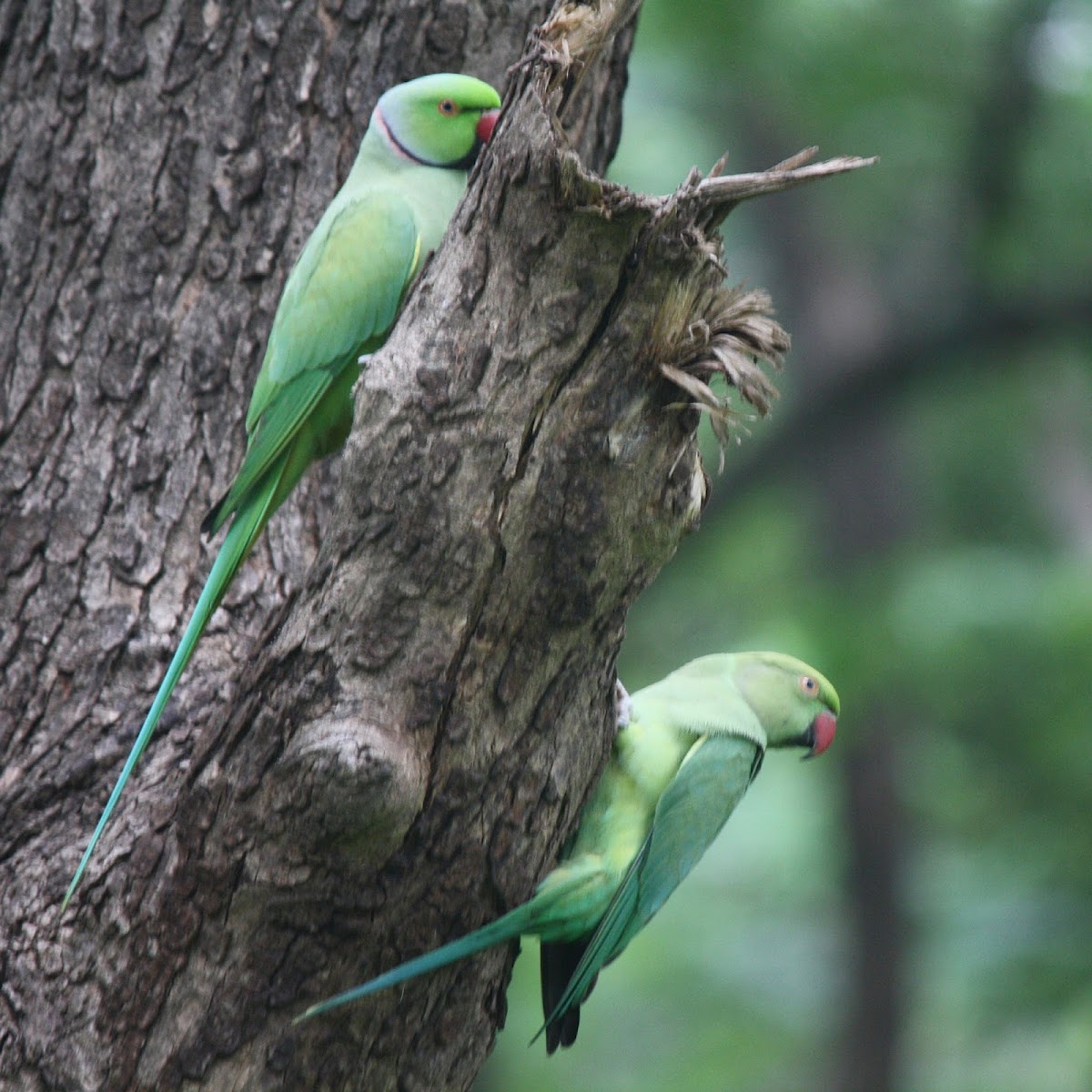 Rose Ringed Parakeet