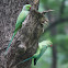 Rose Ringed Parakeet