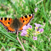 Small Tortoiseshell