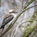 Bird perches on tree branch