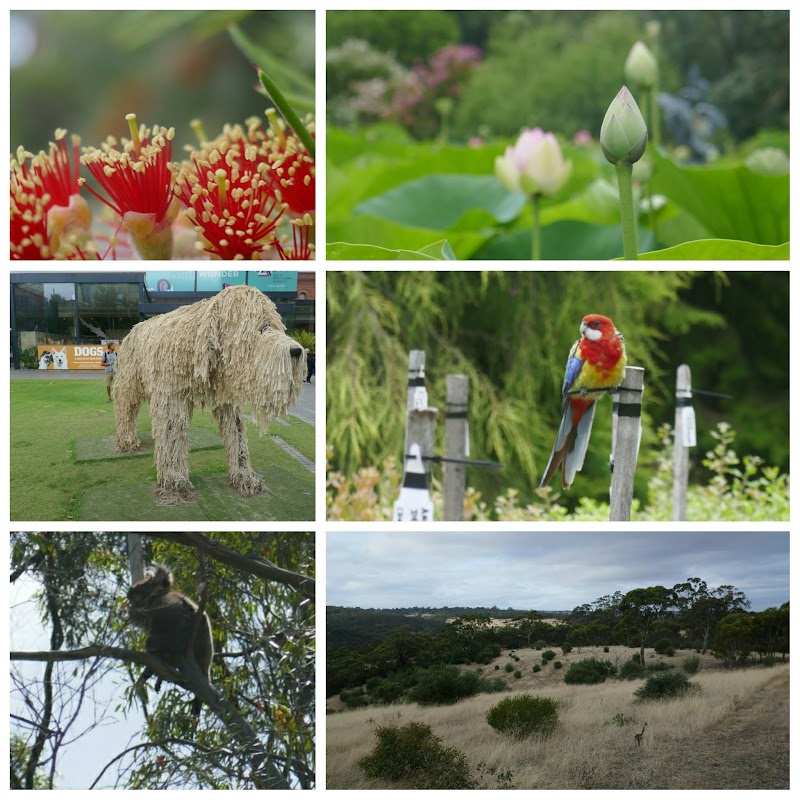 Adelaide and around (we saw our first Koala!)