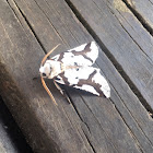 South Island Lichen Moth